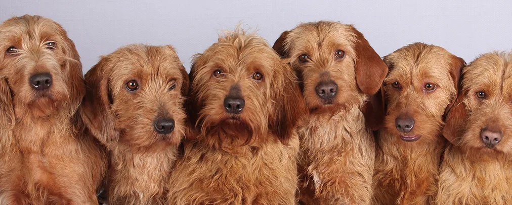 Grand basset fauve de sales bretagne